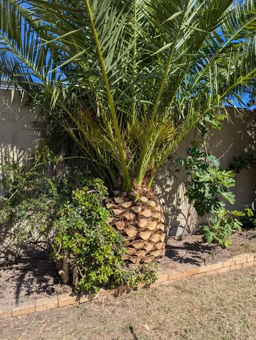 The same garden bed after the clean up, with the palm trimmed back to a clean trunk and the bed underneath cleared of weeds.