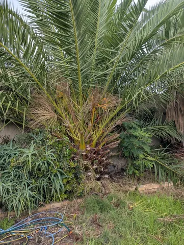 A garden bed before the clean up, with a palm carrying dead brown fronds and weeds grown through the succulents beneath it.