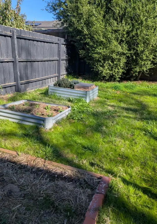 A vegetable garden before mulching, with grass and weeds growing right up around two raised galvanised garden beds.