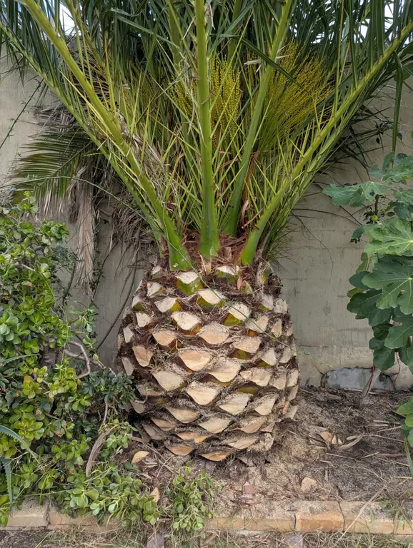 Close up of a palm trunk after pruning, showing the clean diamond pattern left where the old frond bases were cut back.